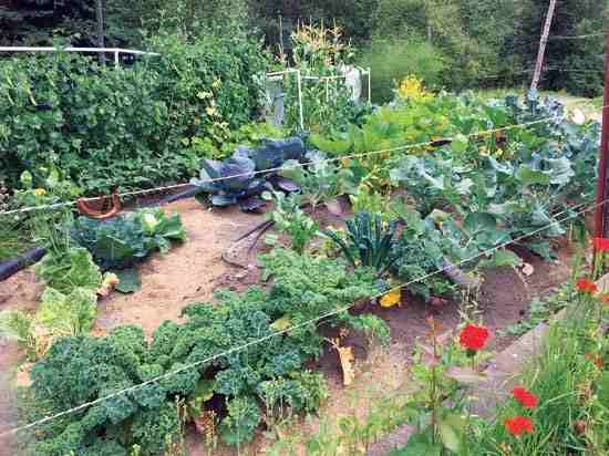 Maynard Perkins cuts out the ends of cans, folds the ends over his electric-fence wires (while the fence is switched off), and then covers them with peanut butter to create a shocking surprise that helps teach moose to steer clear of his garden.